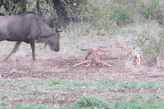 Linh dương đầu bò mẹ ‘ẩu, đoảng’, vô tình hiến con cho bầy chó hoang