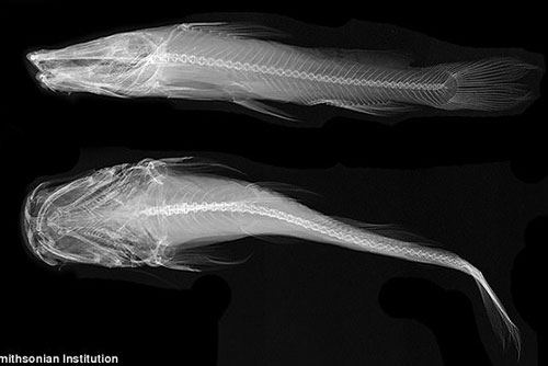 Bí ẩn về loài cá không mắt, khiến giới khoa học Mỹ sốt sắng