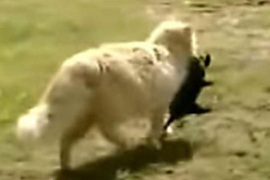 Thấy mèo cưng "bắt trộm" đàn chó mới sinh của nhà hàng xóm đem đi đâu mất, người chủ bí mật theo dõi và phát hiện sự thật không thể ngờ