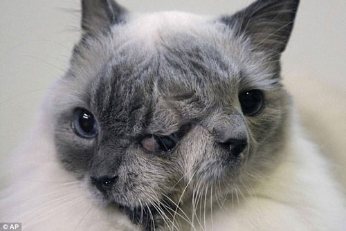 Sửng sốt với những chú mèo có hai mặt trên thế giới