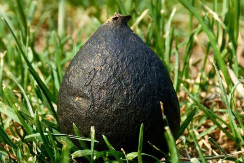 Đào tổ kiến phát hiện loài nấm cực kỳ quý hiếm