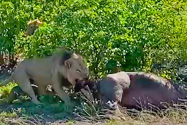 Kinh hãi trước cảnh tượng sư tử đực lôi xác trâu rừng con ra khỏi bụng mẹ