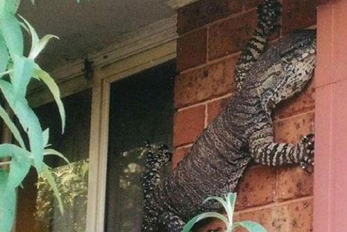 18 bức ảnh chứng minh thiên nhiên nước Úc là cả một thế giới đáng sợ đến rợn người