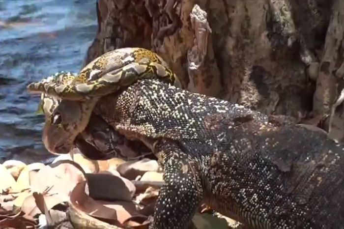 Bị trăn gấm siết chặt đầu, kỳ đà hoa vẫn tạo ra cái kết cực khó tin