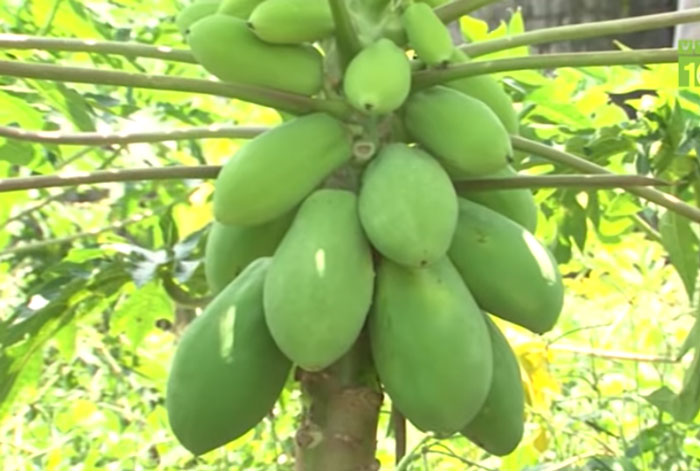 Hà Nội: Thu 100 triệu/năm nhờ trồng đu đủ lùn