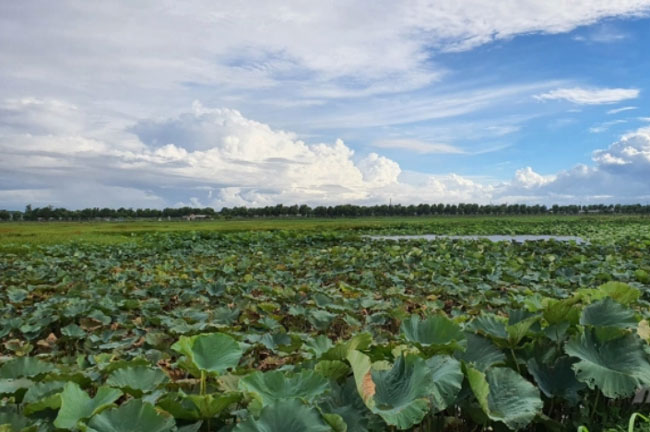 Bỏ nghề lái xe về trồng sen, thu nửa tỷ/năm