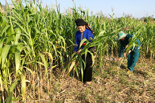 Trồng ngô sinh khối liên kết, hướng đi mới giúp nông dân làm giàu