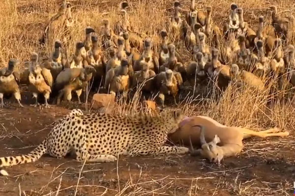 Bị đàn kền kền 'tổng tấn công', báo đốm bất lực bỏ con mồi vừa săn được để chạy thoát thân