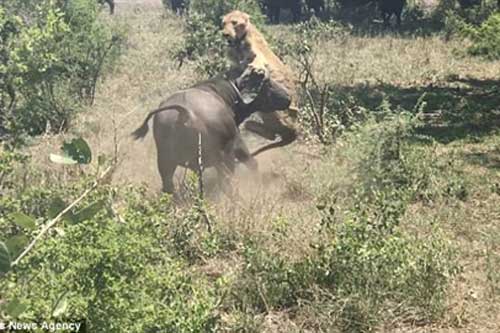 Sư tử già yếu ngủ quên bị trâu húc suýt chết