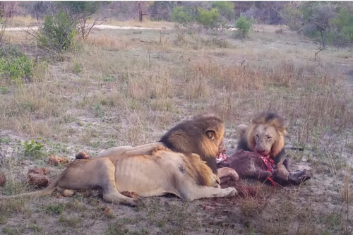 CLIP: 3 con sư tử đực xé xác linh cẩu