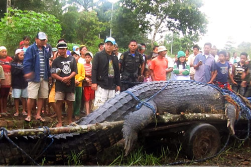 CLIP: Choáng với những con cá sấu to nhất từng bị con người bắt được