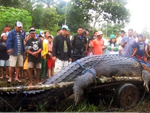 CLIP: Choáng với những con cá sấu to nhất từng bị con người bắt được
