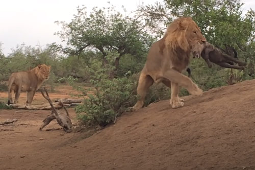 CLIP: Linh cẩu bất lực nhìn sư tử đực giết chết con non