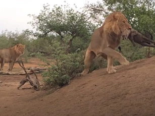 CLIP: Linh cẩu bất lực nhìn sư tử đực giết chết con non