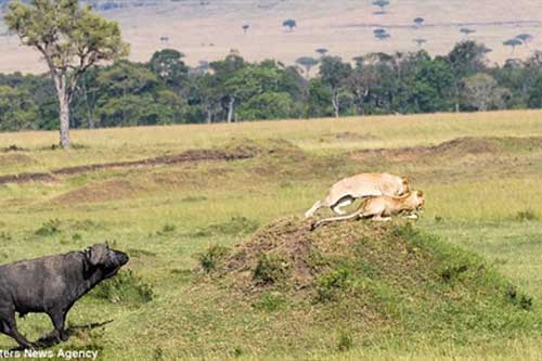 Điều gì khiến đôi sư tử thấy trâu rừng liền chạy 'trối chết'?