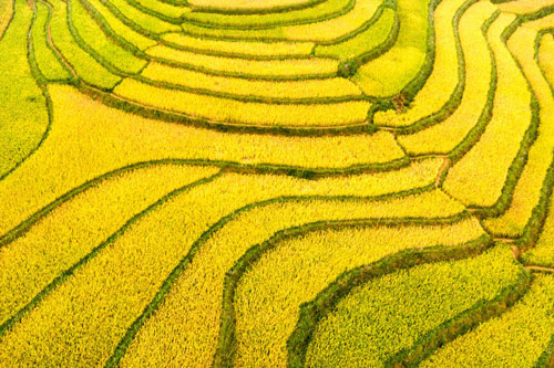 Vẻ đẹp quyến rũ của Sa Pa mùa lúa chín