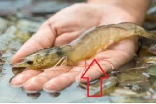 Muốn biết tôm có tươi ngon hay không cứ nhìn phần chân, nếu có hiện tượng này thì chớ dại mà mua
