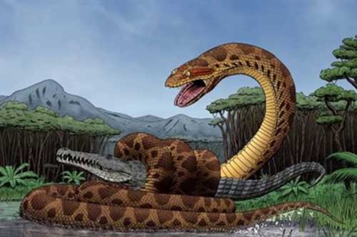 Trăn khổng lồ nặng hơn tấn, chén cá sấu 'dễ như chơi'