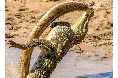 Cá sấu non lạnh lùng đoạt mạng rắn lớn