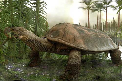 Phát hiện loài rùa khổng lồ, chén thịt được cả cá sấu