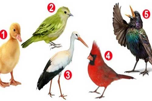 Trắc nghiệm: Giải mã bản thân qua hình ảnh con vật ưa thích