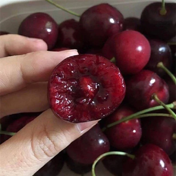 Khi ăn quả cherry nhất thiết phải bỏ hạt tránh ảnh hưởng sức khỏe. Ảnh: T.G