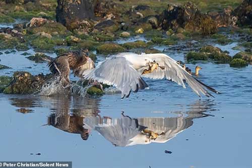 Gặp ác điểu, vịt mẹ nỗ lực cứu con bất thành