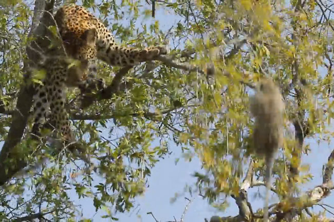 Báo đốm trèo lên cây săn khỉ con và cái kết bất ngờ