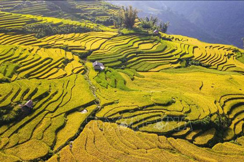 "Dải lụa vàng" nơi đại ngàn Y Tý