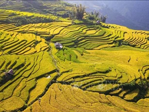 "Dải lụa vàng" nơi đại ngàn Y Tý