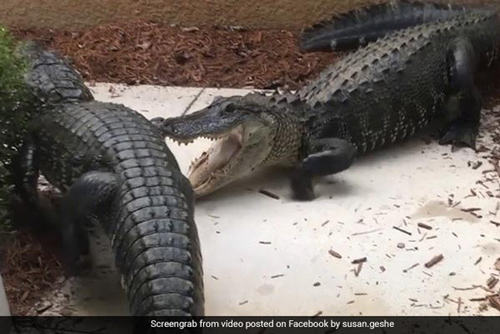 Sáng ngủ dậy, sửng sốt khi thấy hai con cá sấu lớn “quyết chiến” trước nhà