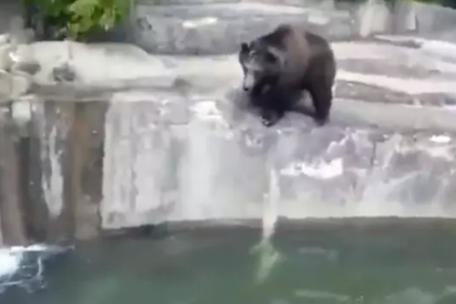 Say xỉn, trèo vào sở thú đánh nhau với... gấu