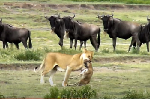 CLIP: Đàn linh dương bất lực nhìn sư tử ăn thịt con non