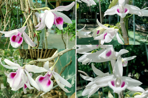 Lan phi điệp tiền tỷ phải kê khai thuế: Dân buôn hết thời thổi giá?