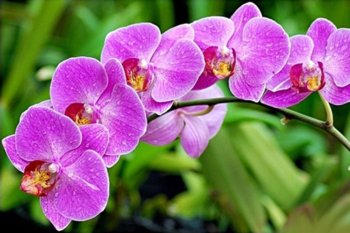 5 loại hoa đẹp bày trong phòng khách giúp hút tài lộc, rước thêm tiền của vào nhà