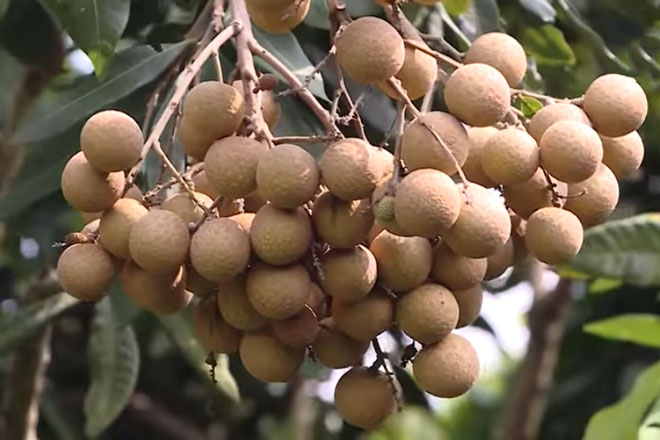 Hưng Yên: Thành ‘triệu phú’ nhờ trồng nhãn Hương Chi