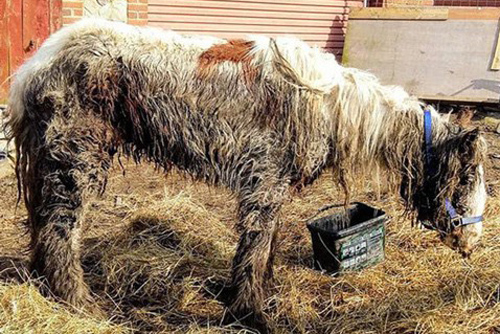 'Đau lòng' với câu chuyện của chú ngựa hoang nước Anh trở về 'từ cõi chết'