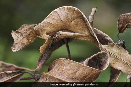 Tấm ảnh tắc kè ngụy trang hoàn hảo khiến dân mạng sửng sốt