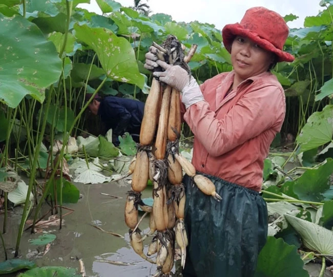 Sen ở Hải Phòng cho thu hoạch từ tháng 4 cho đến tháng 12 hàng năm, năng suất tại đầm của anh Đoàn là 2 tạ củ/1 sào. Ảnh: NNVN.