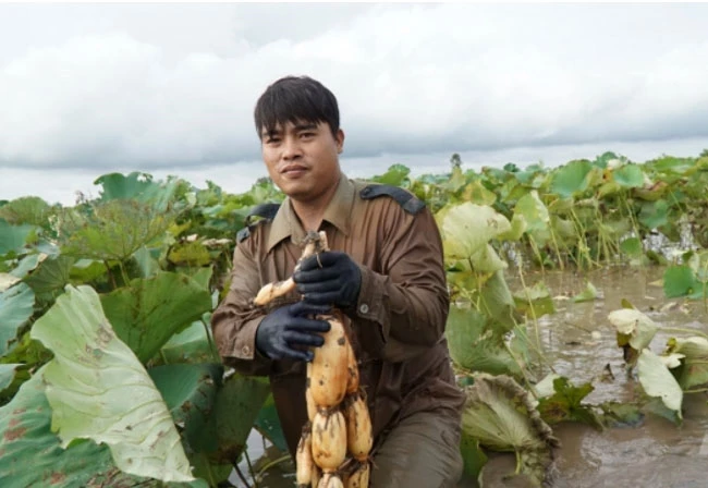 Mô hình trồng sen ở xã Hữu Bằng nằm trong diện được hỗ trợ của mô hình tích tụ ruộng đất ở huyện Kiến Thụy. Ảnh: Đinh Mười.