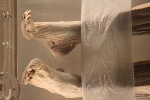 Câu chuyện bí ẩn về xác ướp vị phu nhân Trung Hoa kỳ lạ nhất thế giới: 2.000 năm tuổi da vẫn mềm, tóc vẫn xanh, có máu chảy trong tĩnh mạch