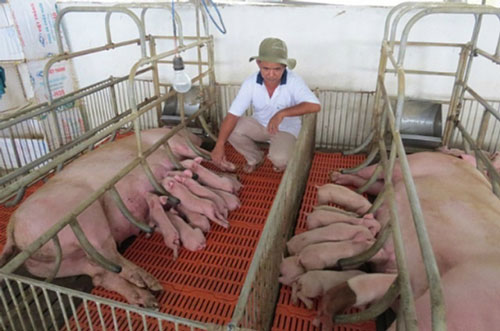 Bộ NN&PTNT lý giải nguyên nhân giá lợn giống giảm chậm hơn lợn hơi