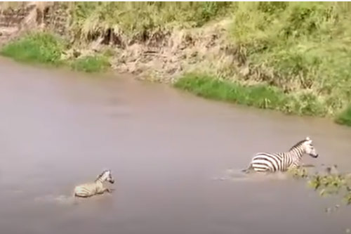 CLIP: Sư tử đoạt mạng ngựa vằn con vừa sang sông, ngựa mẹ đau đớn đứng nhìn