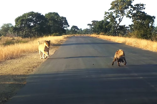 CLIP: Linh cẩu cụt chân bị sư tử tấn công và cái kết bất ngờ