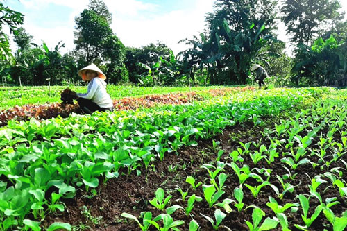 Khởi nghiệp từ nông nghiệp sạch: Xu hướng của nhiều người trẻ Đắk Lắk