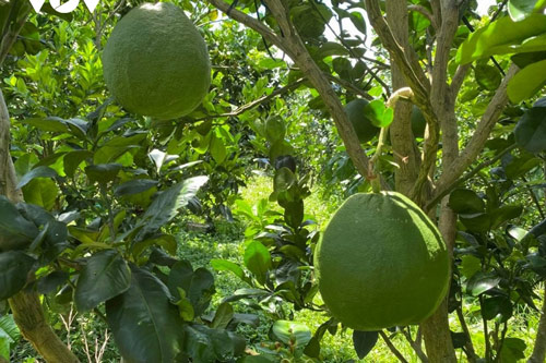 Trồng bưởi da xanh tiêu chuẩn Vietgap, nông dân Đắk Lắk thu tiền tỷ mỗi năm