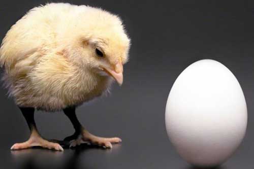 Trứng có trước hay gà có trước? Dưới đây là đáp án chính xác