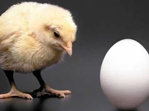 Trứng có trước hay gà có trước? Dưới đây là đáp án chính xác