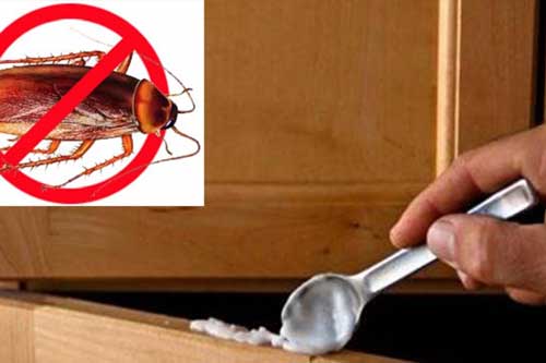 Đặt thứ này trong nhà đảm bảo gián mẹ cõng gián con chạy 'bán xới'