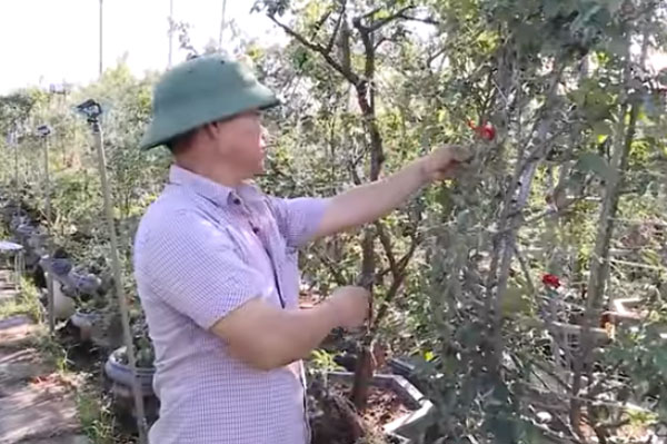 Hà Nội: Lãi hơn 700 triệu đồng/năm nhờ trồng hoa hồng và lan